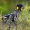 Kakadu cerny - Zanda funerea - Yellow-tailed Black Cockatoo o2417